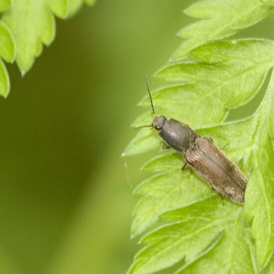 Athous haemorrhoidalis: Animal in habitat Forest in the NatureSpots App