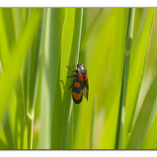 Cercopis vulnerata: Animal in habitat Agricultural meadow in the NatureSpots App