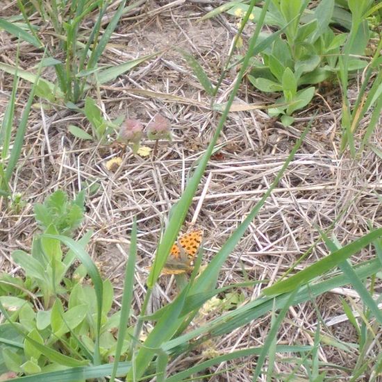 Queen of Spain Fritillary: Animal in habitat Buffer strip in the NatureSpots App