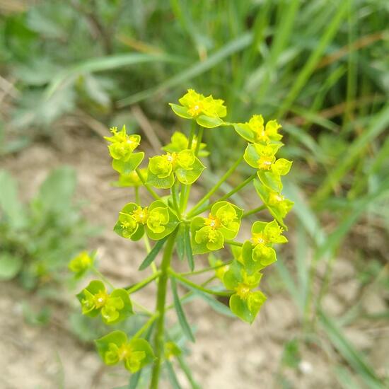 Euphorbia seguieriana: Plant in habitat Buffer strip in the NatureSpots App