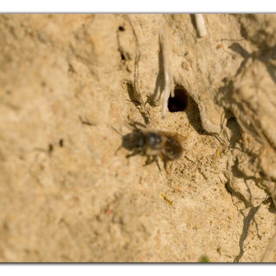 Colletes cunicularius: Animal in habitat Agricultural meadow in the NatureSpots App