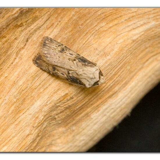 Agrotis puta: Animal in nature in the NatureSpots App