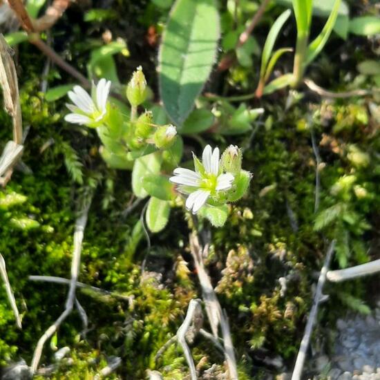 Cerastium diffusum: Plant in nature in the NatureSpots App