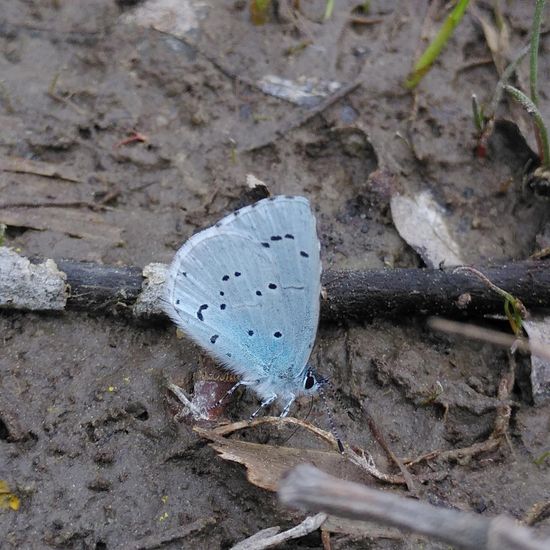 Holly Blue: Animal in habitat Semi-natural grassland in the NatureSpots App