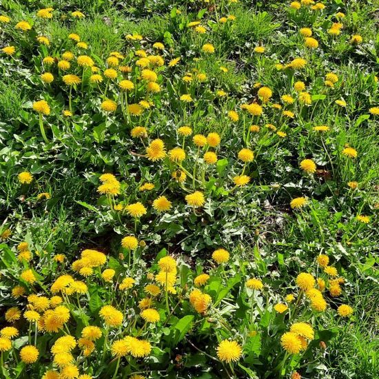 Taraxacum sect. Ruderalia: Plant in nature in the NatureSpots App