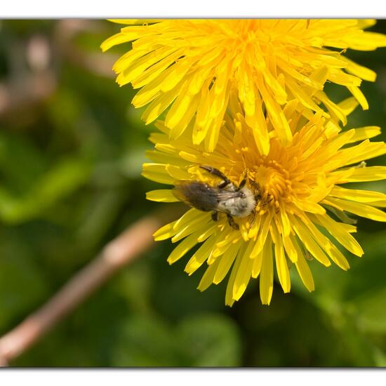 Andrena vaga: Animal in habitat Agricultural meadow in the NatureSpots App