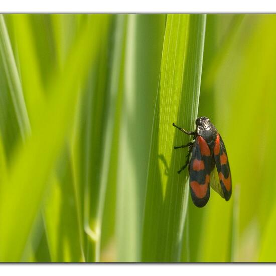 Cercopis vulnerata: Animal in habitat Agricultural meadow in the NatureSpots App