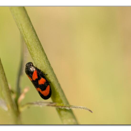 Cercopis vulnerata: Animal in habitat Agricultural meadow in the NatureSpots App