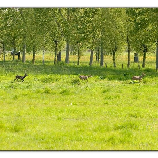 Capreolus: Animal in habitat Agricultural meadow in the NatureSpots App