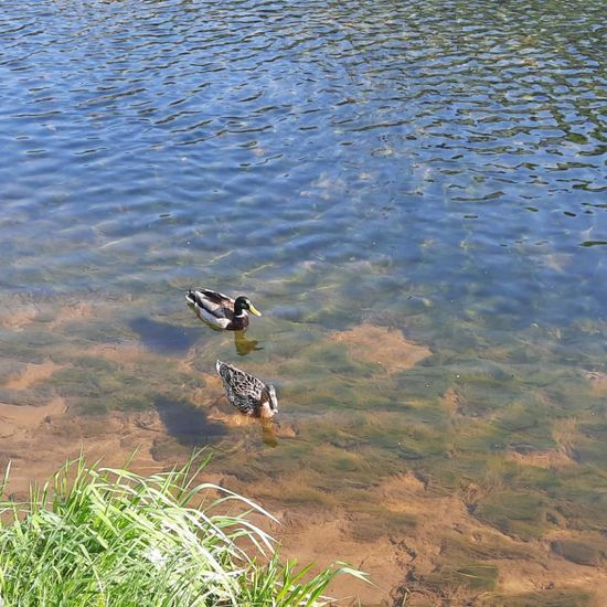 Mallard: Animal in habitat River in the NatureSpots App