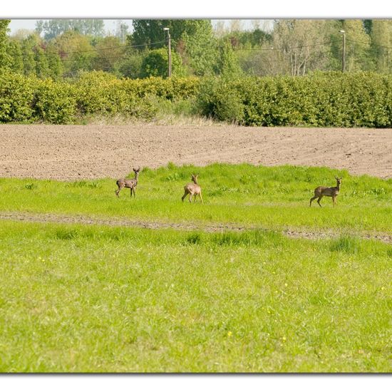 Capreolus: Animal in habitat Agricultural meadow in the NatureSpots App