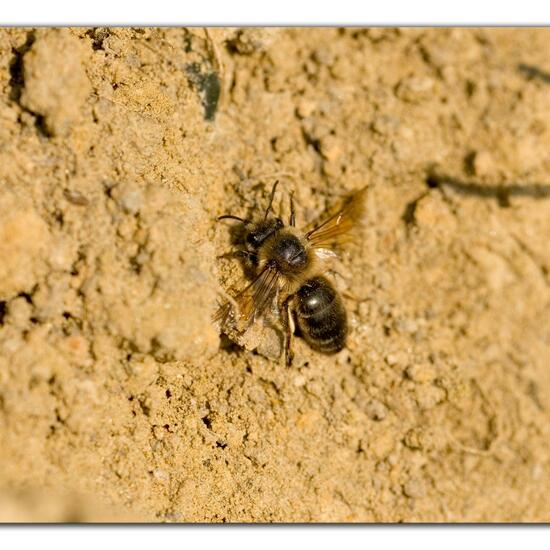 Colletes cunicularius: Animal in habitat Agricultural meadow in the NatureSpots App