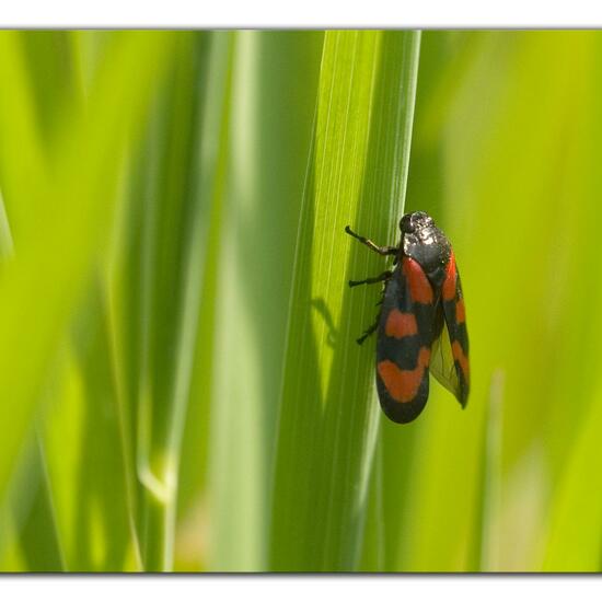 Cercopis vulnerata: Animal in habitat Agricultural meadow in the NatureSpots App