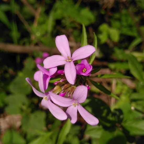 Cardamine bulbifera: Plant in habitat Riparian forest in the NatureSpots App