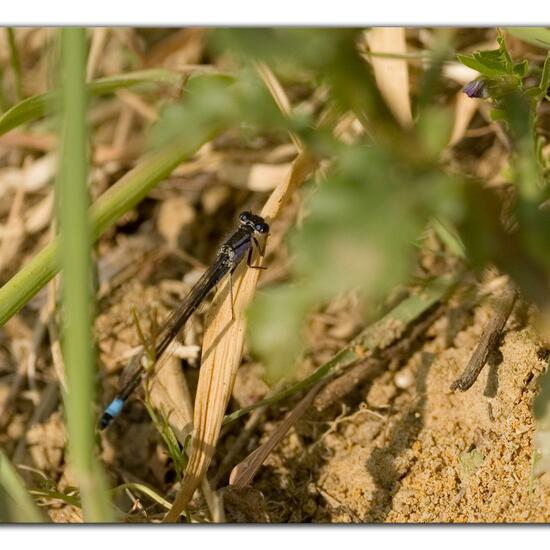 Blue-tailed damselfly: Animal in habitat Artificial freshwater in the NatureSpots App