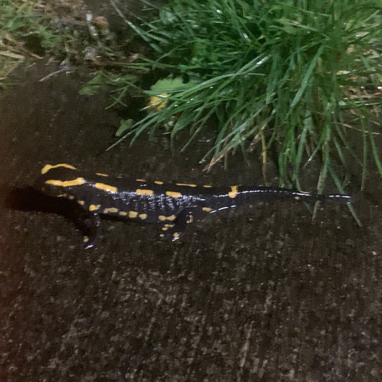 Fire salamander: Animal in habitat Garden in the NatureSpots App