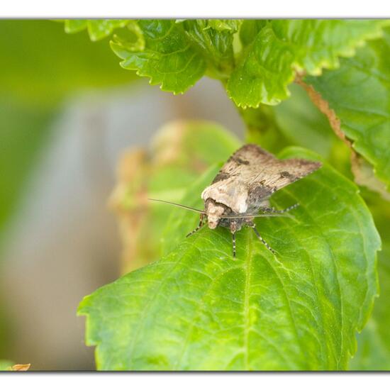 Agrotis puta: Animal in habitat Garden in the NatureSpots App