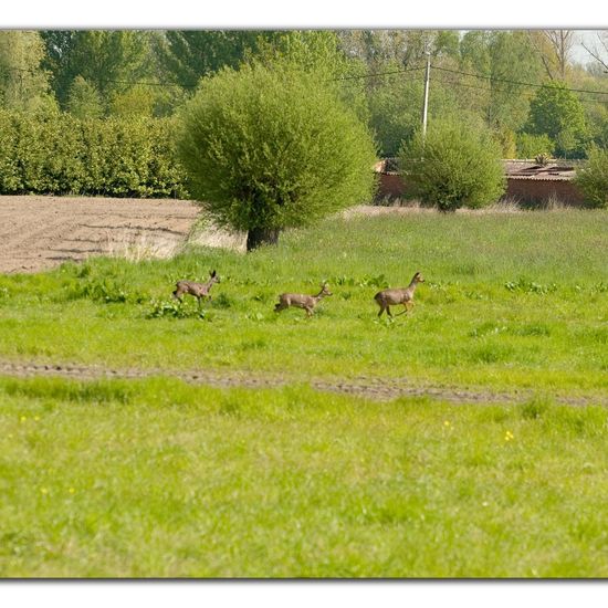 Capreolus: Animal in habitat Agricultural meadow in the NatureSpots App