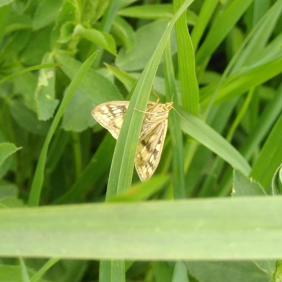 Sitochroa verticalis: Animal in habitat Buffer strip in the NatureSpots App