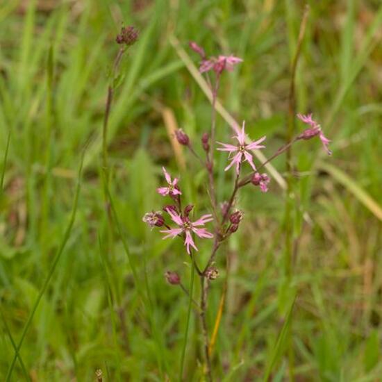 Silene flos-cuculi: Plant in habitat Road or Transportation in the NatureSpots App