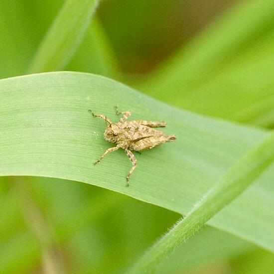 Tetrix subulata: Animal in habitat Road or Transportation in the NatureSpots App