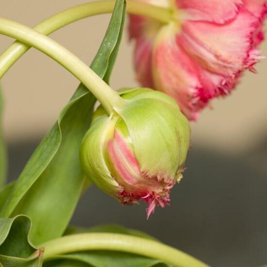 Tulipa affinis: Plant in habitat Living space or Indoor in the NatureSpots App