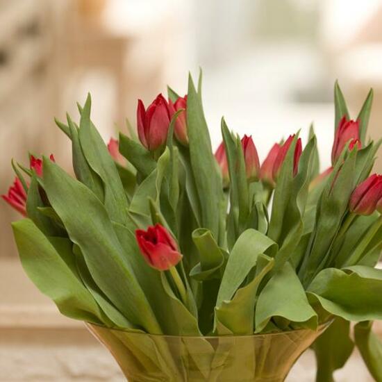 Tulipa affinis: Plant in habitat Living space or Indoor in the NatureSpots App