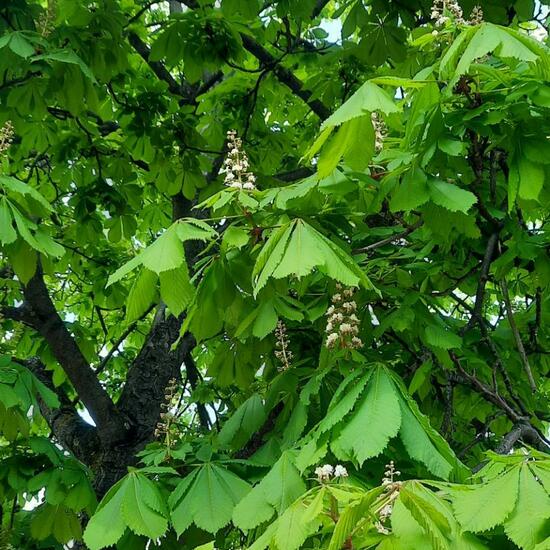 Aesculus hippocastanum: Plant in habitat Park in the NatureSpots App