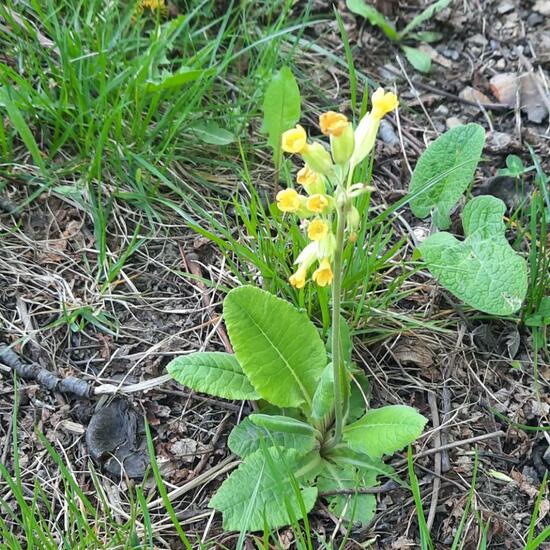 Primula elatior: Plant in nature in the NatureSpots App