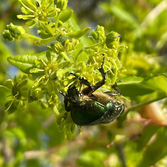 Cetonia aurata: Animal in habitat Agricultural meadow in the NatureSpots App