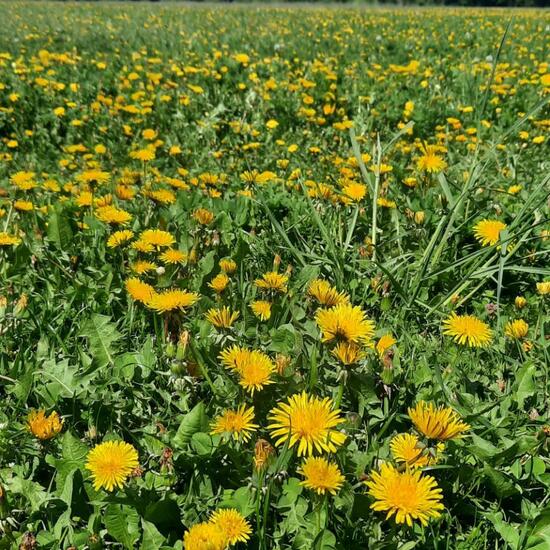 Taraxacum sect. Ruderalia: Plant in nature in the NatureSpots App