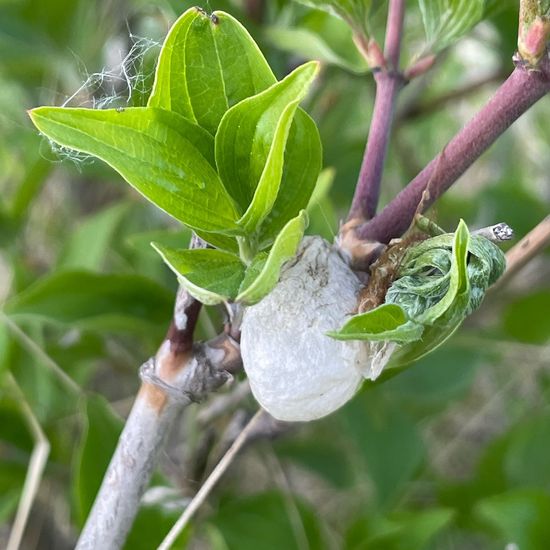 Argiope bruennichi: Animal in habitat Shrubland in the NatureSpots App