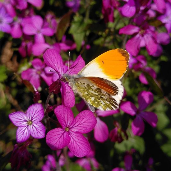 Anthocharis cardamines: Animal in habitat Garden in the NatureSpots App