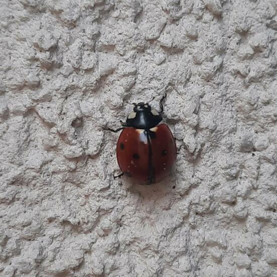 Coccinella septempunctata: Animal in habitat City and Urban in the NatureSpots App