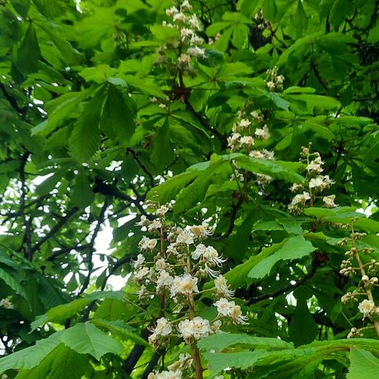 Aesculus hippocastanum: Plant in nature in the NatureSpots App