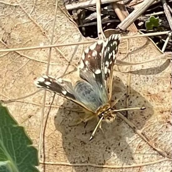 Spialia sertorius: Animal in habitat Shrubland in the NatureSpots App