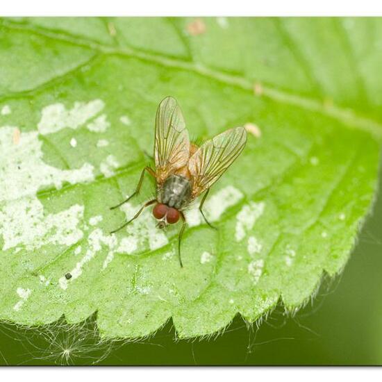 Phaonia rufiventris: Animal in habitat Park in the NatureSpots App