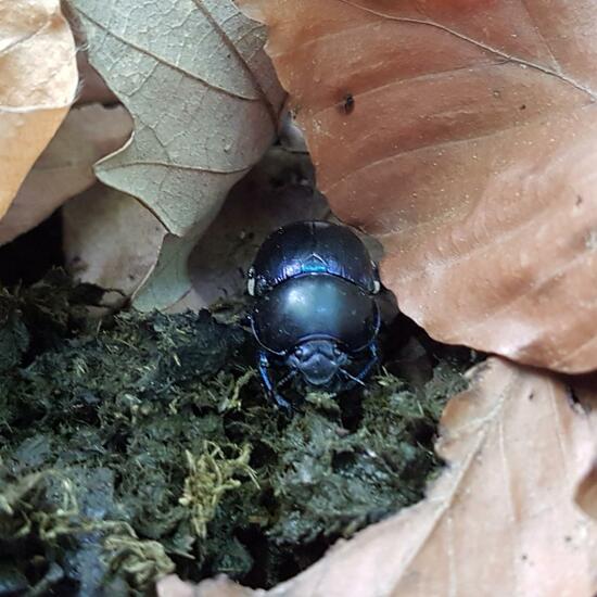 Geotrupes stercorarius: Animal in habitat Temperate forest in the NatureSpots App