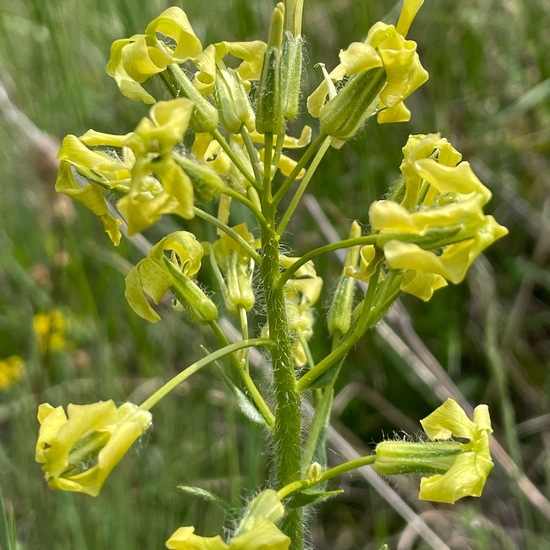 Hesperis tristis: Plant in habitat Semi-natural grassland in the NatureSpots App