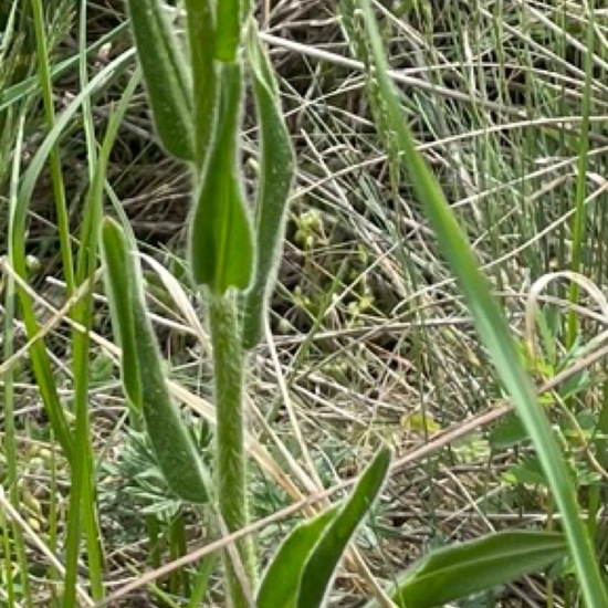 Hesperis tristis: Plant in habitat Semi-natural grassland in the NatureSpots App