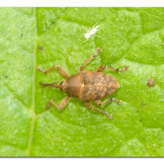 Curculio glandium: Animal in habitat Park in the NatureSpots App