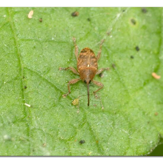 Curculio glandium: Animal in habitat Park in the NatureSpots App