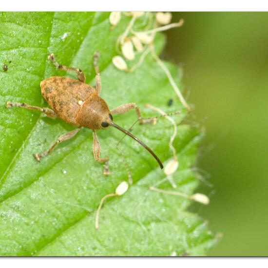 Curculio glandium: Animal in habitat Park in the NatureSpots App