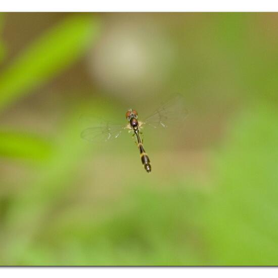 Baccha elongata: Animal in habitat Park in the NatureSpots App