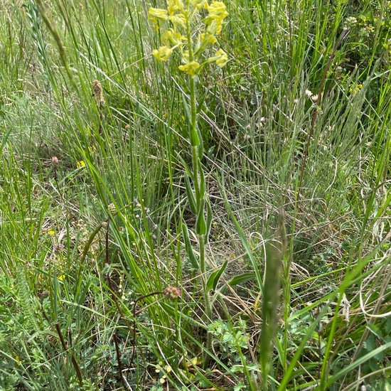 Hesperis tristis: Plant in habitat Semi-natural grassland in the NatureSpots App