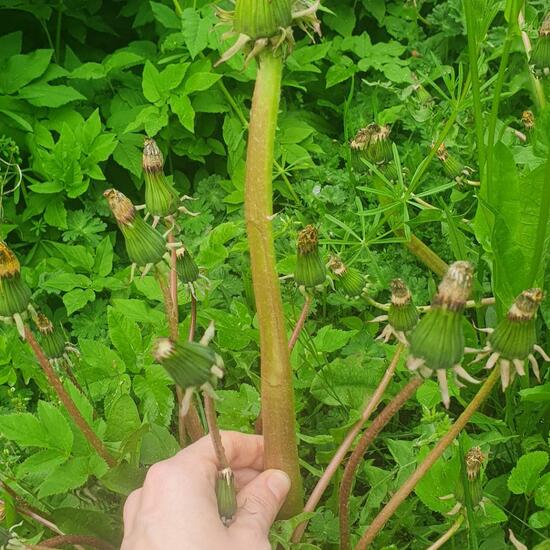 Taraxacum sect. Ruderalia: Plant in habitat Sub-urbia in the NatureSpots App