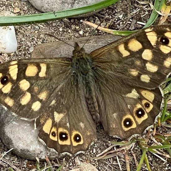 Speckled Wood: Animal in habitat Grassland in the NatureSpots App