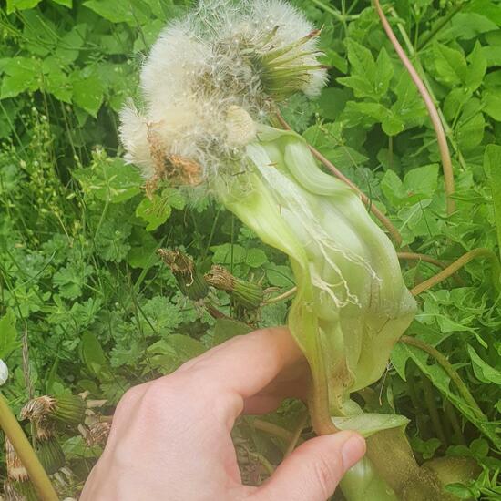 Taraxacum sect. Ruderalia: Plant in habitat Sub-urbia in the NatureSpots App