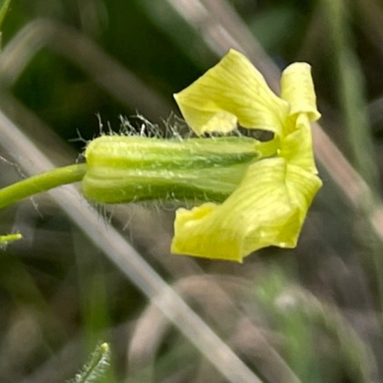 Unknown species: Plant in habitat Semi-natural grassland in the NatureSpots App