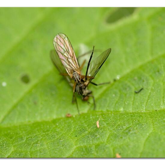 Empis trigramma: Animal in habitat Park in the NatureSpots App